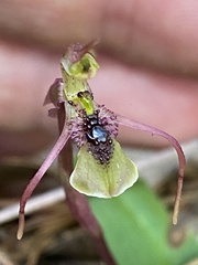 Chiloglottis seminuda