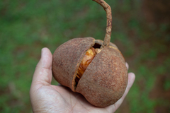 Magonia pubescens
