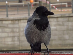 Corvus cornix
