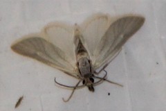 Acentria ephemerella