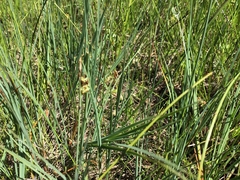 Carex limosa