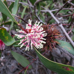 Hakea laurina