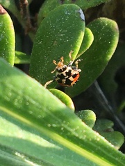 Hippodamia parenthesis