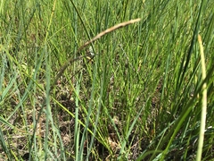 Carex limosa
