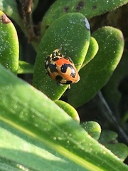 Hippodamia parenthesis