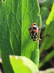 Hippodamia parenthesis