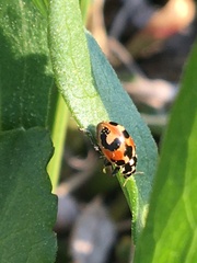 Hippodamia parenthesis