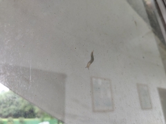 Meghimatium bilineatum