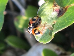 Hippodamia parenthesis