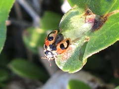 Hippodamia parenthesis