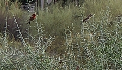 Haemorhous mexicanus