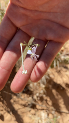 Ipomopsis longiflora