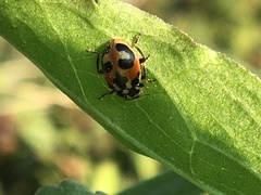 Hippodamia parenthesis