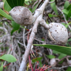 Hakea laurina