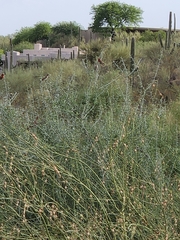 Haemorhous mexicanus