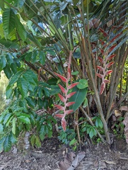Heliconia vellerigera