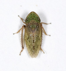 Aphrodes bicinctus