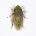 Girdled Leafhopper - Photo (c) Becky Elkin, some rights reserved (CC BY-NC), uploaded by Becky Elkin