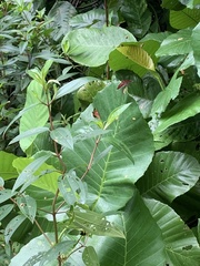 Neurothemis fluctuans