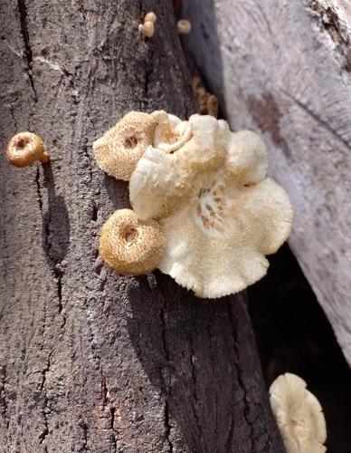 fringed sawgill (Lentinus crinitus)