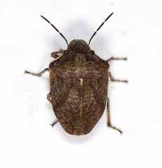 Homaemus aeneifrons