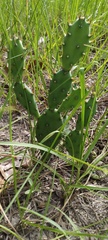 Opuntia drummondii