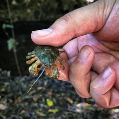 Aegla concepcionensis