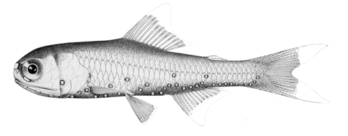 Diaphus fulgens