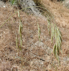 Bromus grandis