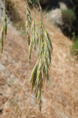 Bromus grandis