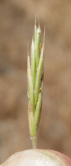 Bromus grandis