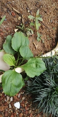 Plantago asiatica