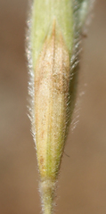 Bromus grandis