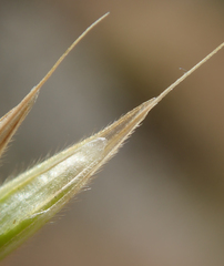 Bromus grandis