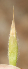 Bromus grandis