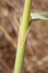 Bromus grandis