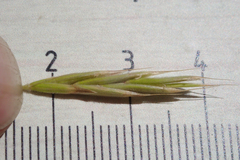 Bromus grandis