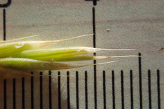 Bromus grandis