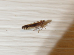 Stenocranus brunneus