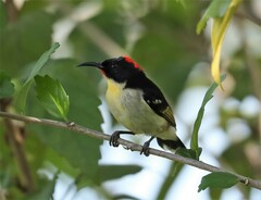 Myzomela jugularis