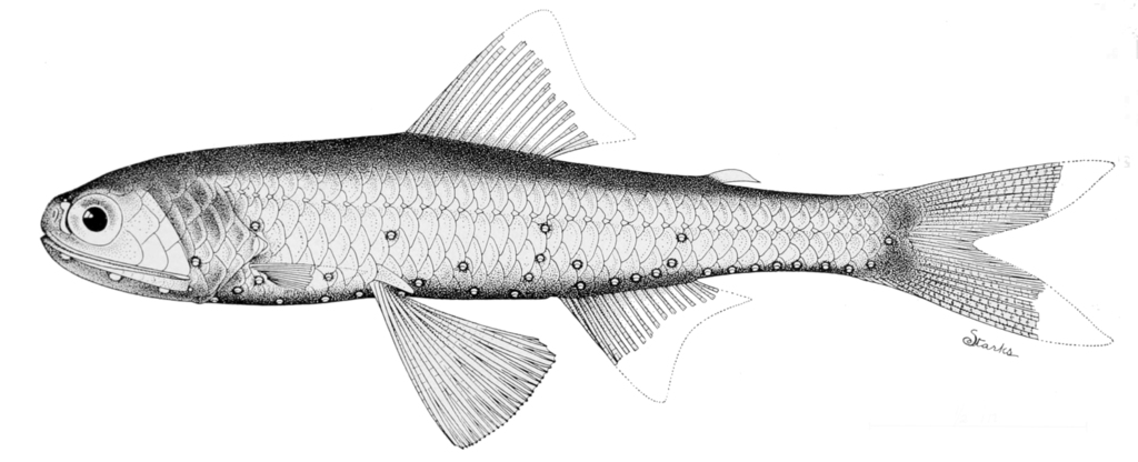 Sealed Headlightfish