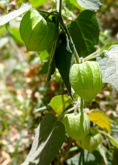 Physalis peruviana
