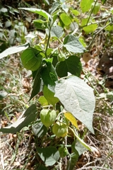 Physalis peruviana