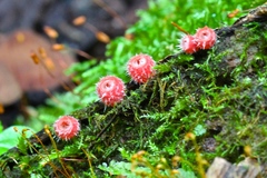 Microstoma floccosum