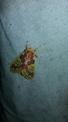 Symphlebia