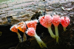 Microstoma floccosum