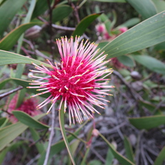 Hakea laurina