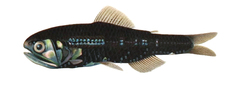 Cocco's Lantern Fish photo 1