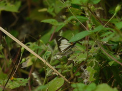 Heliopetes marginata