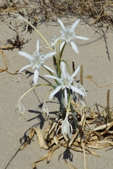 Pancratium maritimum
